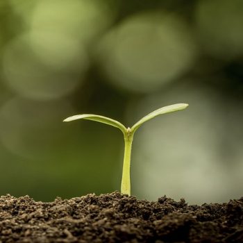 Young plant growing in soil on green bokeh background